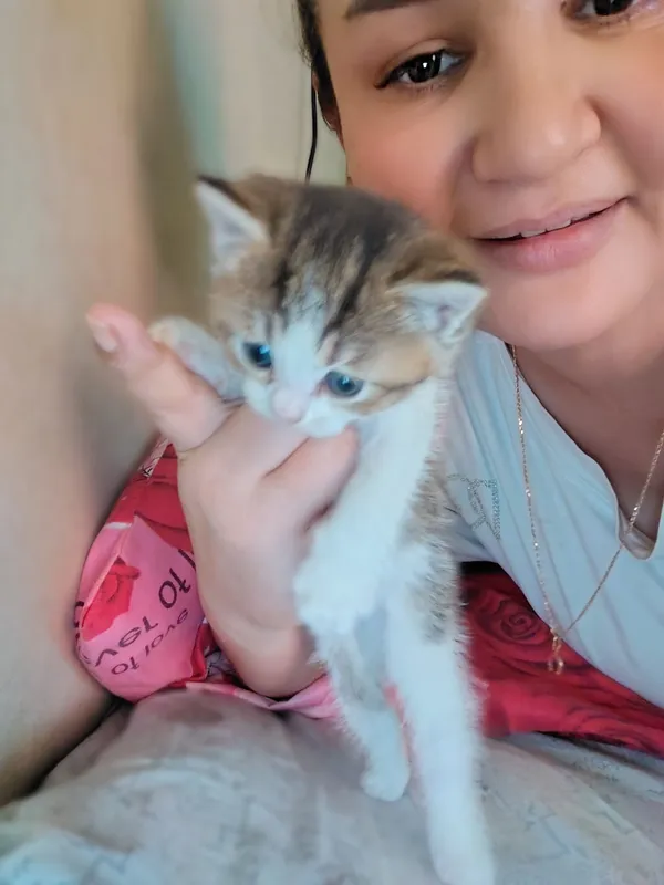 Котята продаются 2 Котята продаются 2