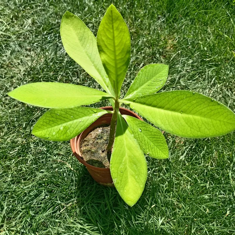 Молочай Гранта (Euphorbia grantii) — 15–20 см 3