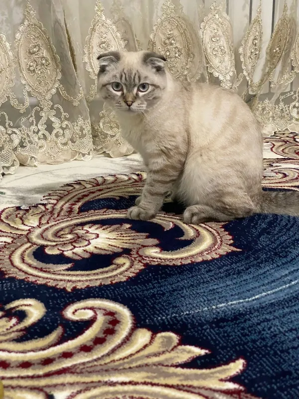 Продаётся кошка весь лаухая