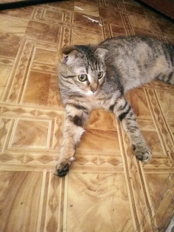 Котята даром 1 Котята даром 1