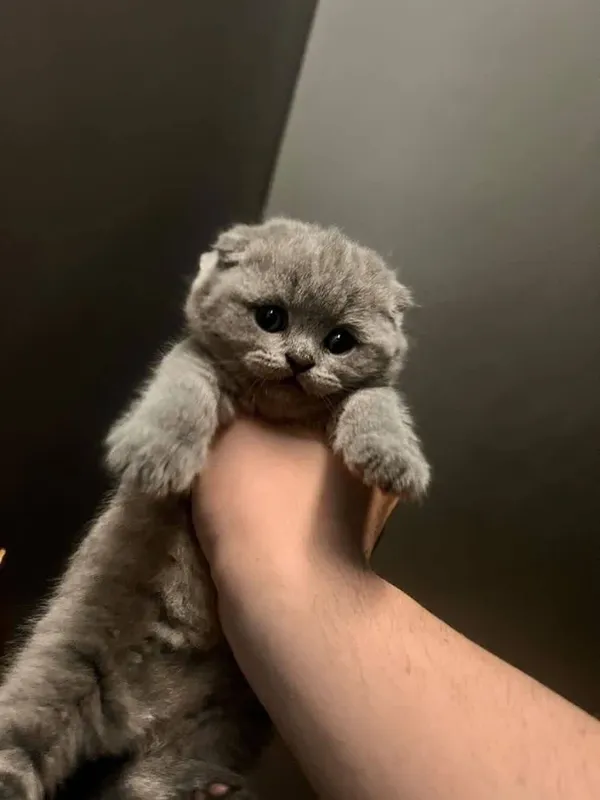 Scottish Fold mushuki sotiladi 4 Scottish Fold mushuki sotiladi 4