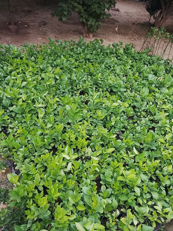Limon koʻchatlari 2