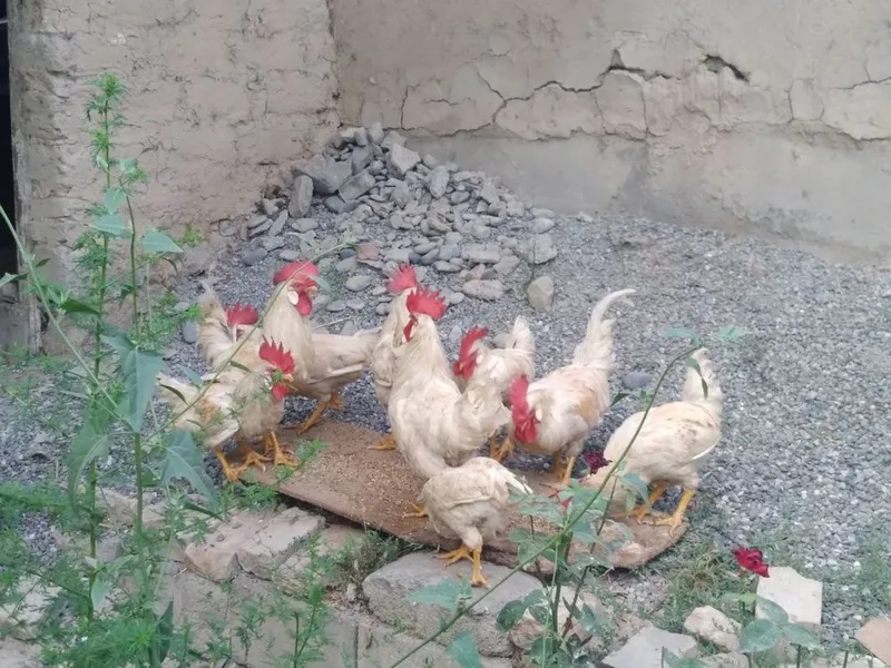 Xoʻroz sotiladi samarqand 5 Xoʻroz sotiladi samarqand 5