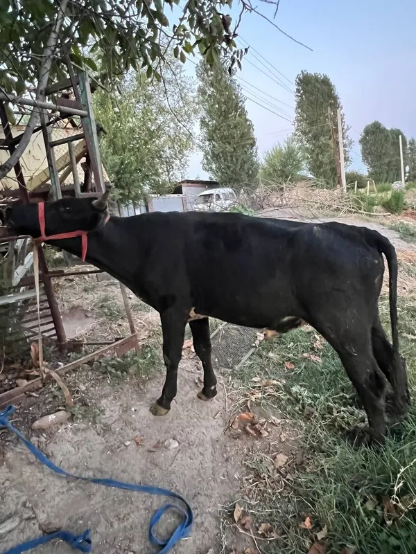 Buqachalar sotiladi soni 2 ta 4
