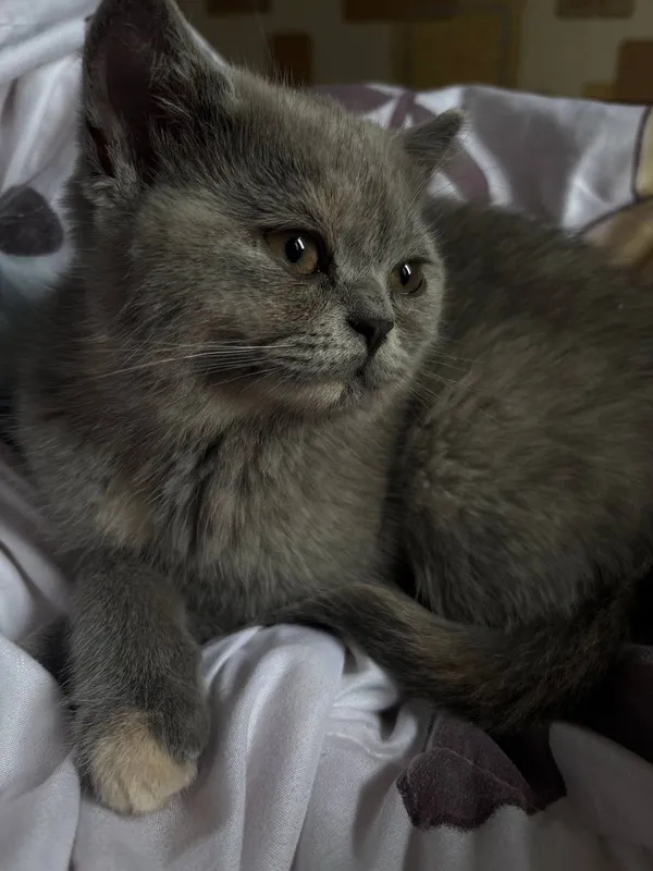 Милые, сладкие котята. — фото 3