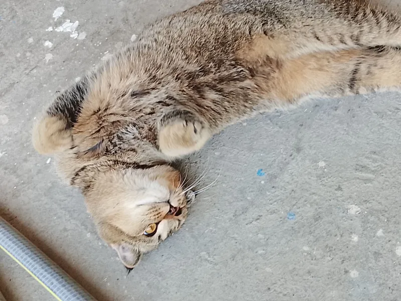 Шотландский фолд, котёнок, 5 месяцев 4