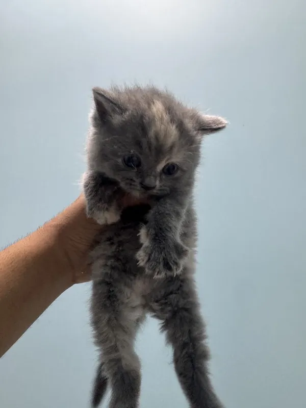 Котяты чистокровные — фото 1