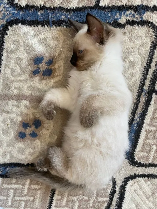 Сиамские чистокровные котята. Приучены к латку.