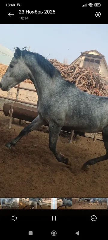Zodor toy sotiladi