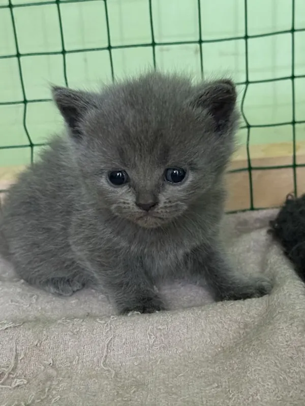 Катята скоттиш фолд и страйт — фото 1