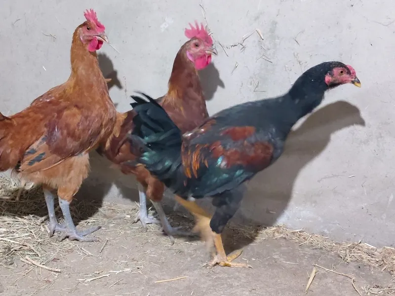 Xoʻroz lar sotiladi 2 Xoʻroz lar sotiladi 2