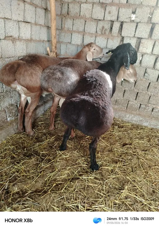Arasham Zotga qochqorlar sotiladi Bo'stonliq Gazalkent. 85-90 kg chiq