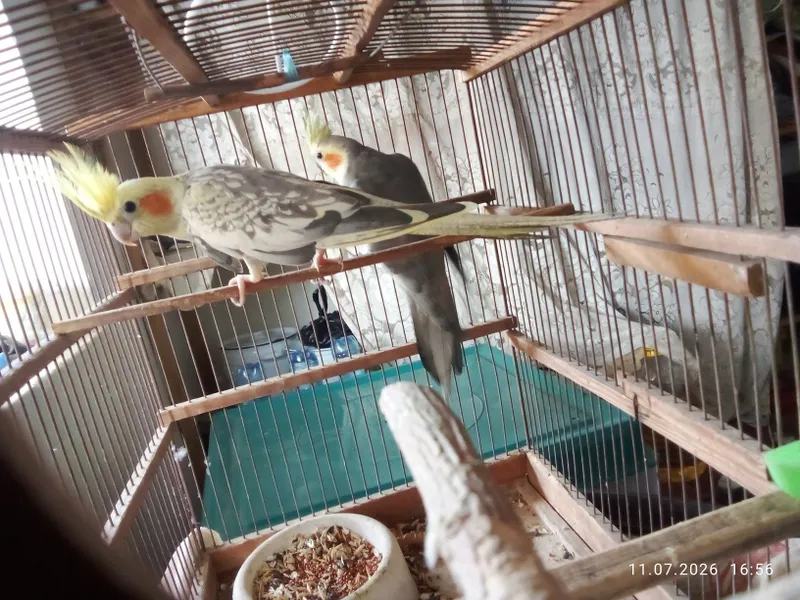 Papugay sotiladi 2 Papugay sotiladi 2