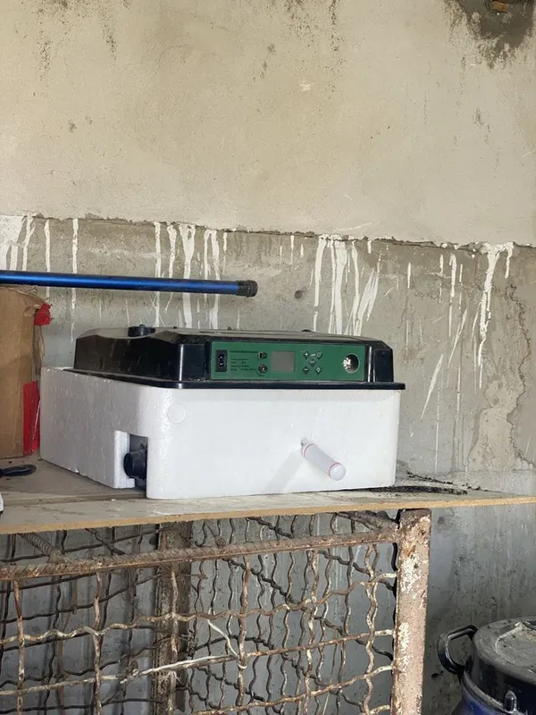 Inkobator 36talik