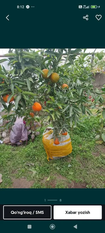 Lemon,apelsin koʻchatlari 6 Lemon,apelsin koʻchatlari 6