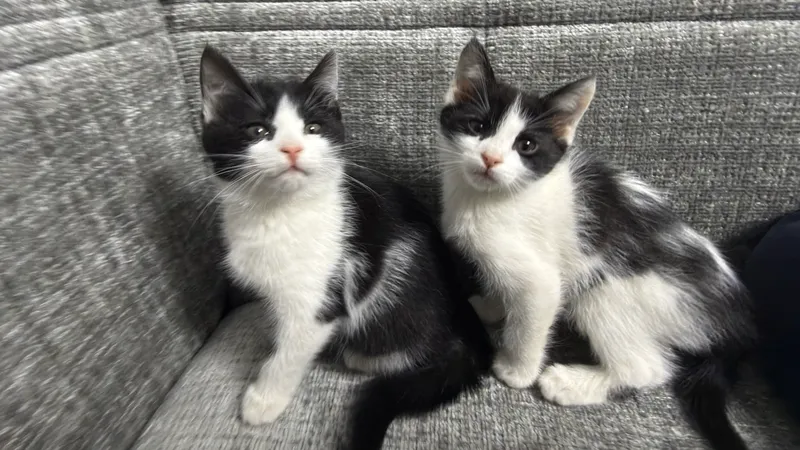 Котята по 2,5 месяца 7 Котята по 2,5 месяца 7