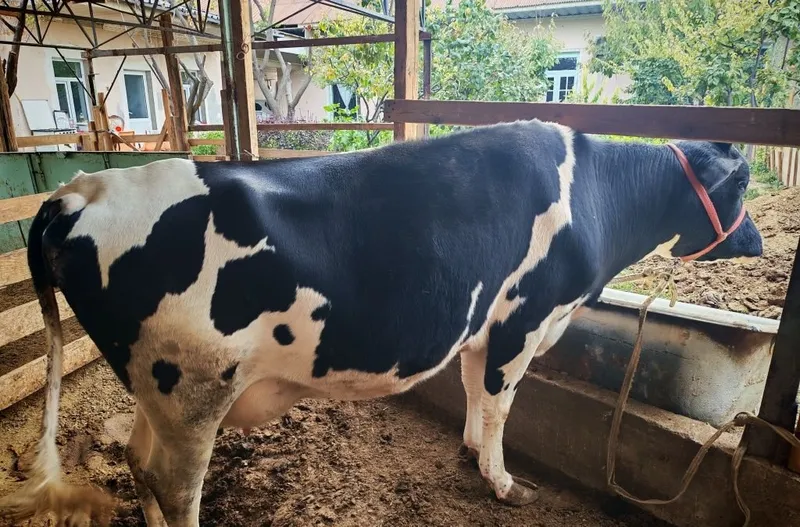 Продаётся корова, отелилась 3 раза 2 Продаётся корова, отелилась 3 раза 2