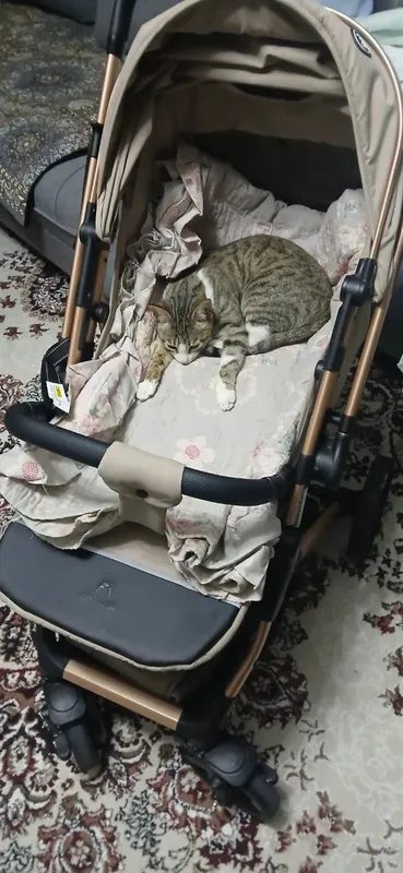 1yoshli Mushuk tekinga beriladi 1yoshli Mushuk tekinga beriladi