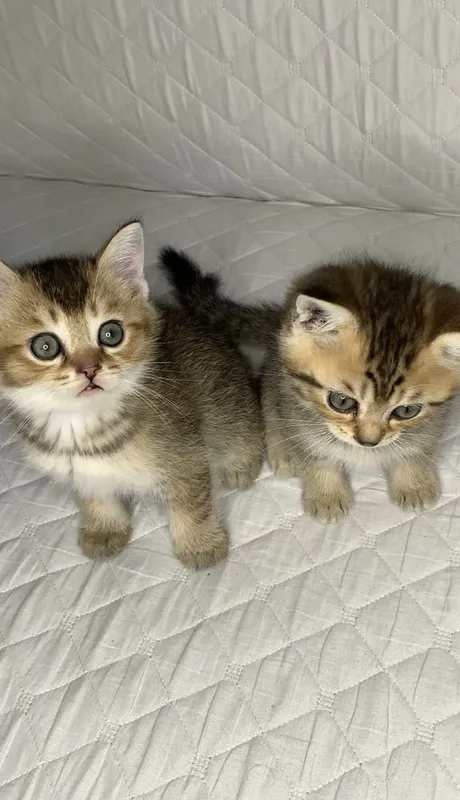Продаётся котёнок золотая шиншилла — фото 2