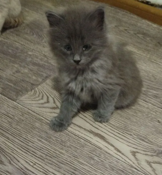 Котята пристраиваются — фото 2