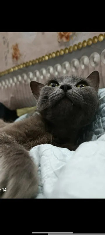 Russian blue (rassiya moviy muwugi)sogʻlom 1