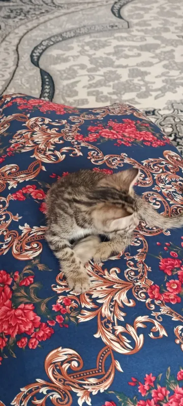 Бенгальские котёнок. Bengalskiy mushuk 3 Бенгальские котёнок. Bengalskiy mushuk 3