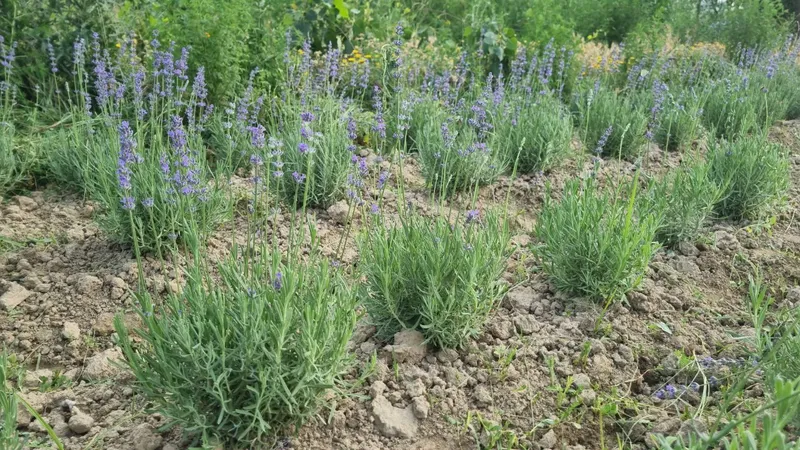 Lavanda gullari sotiladi 1