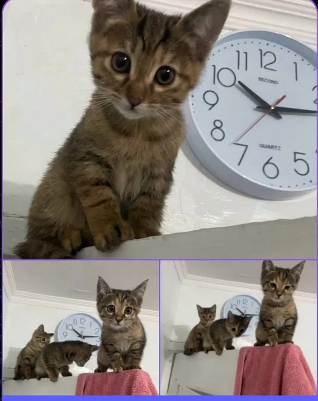 котики, девочки, отдам в хорошие руки
