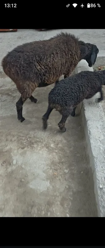 Ena bola quy sotiladi bolasi qochqor 2