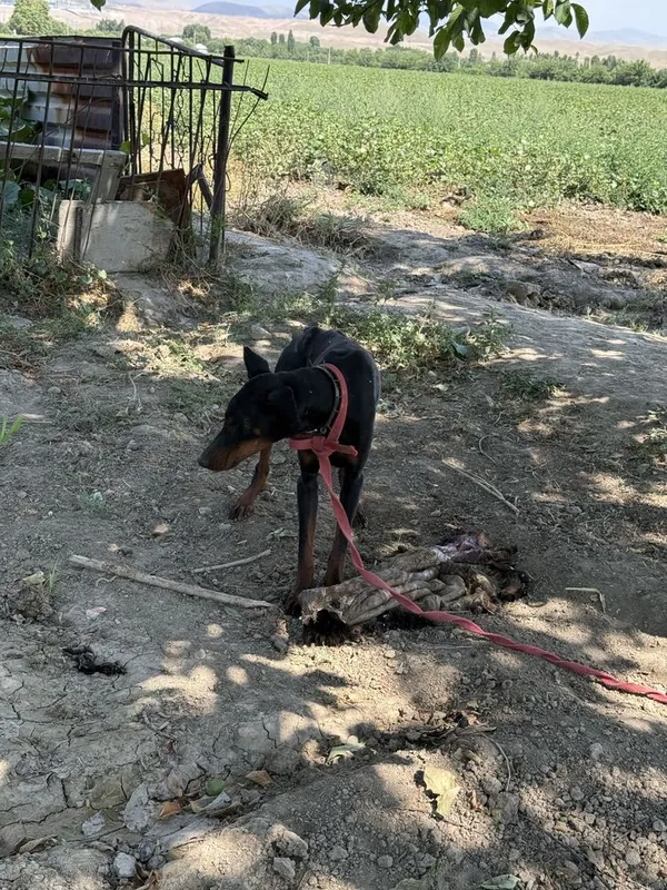 Doberman sotiladi erkak 2