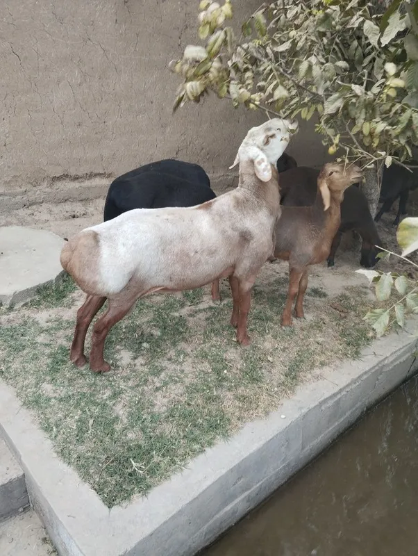 Qoʻchqor sotiladi edilbay karabl linyasi — фото 2