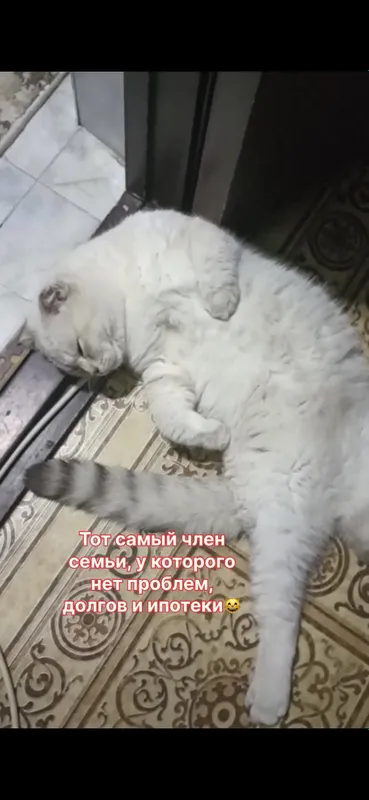 “🐱 Scottish Fold мушук сотилади, жуда мулойим!” 5 “🐱 Scottish Fold мушук сотилади, жуда мулойим!” 5