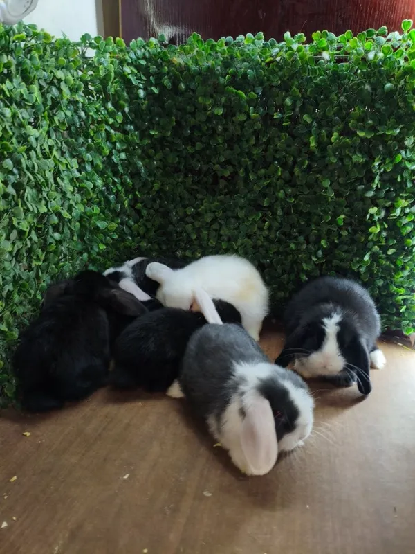 Karlik baran quyon bolalari sotiladi 7 ta bor Karlik baran quyon bolalari sotiladi 7 ta bor