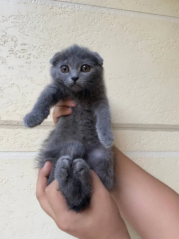 Scottish fold scottish strite