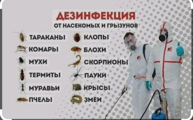 Дезинфекция клопов тараканов крыс мышей скорпионов — фото 2