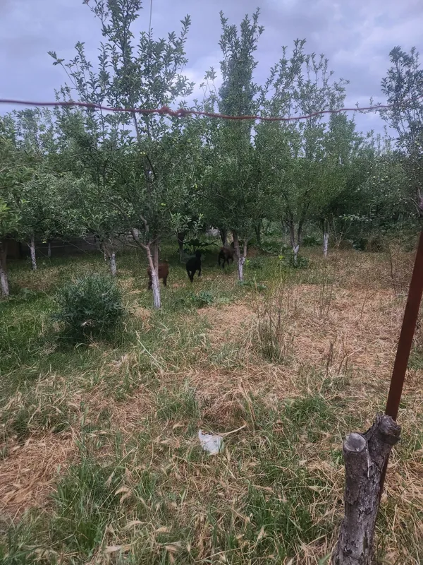 qoy ikta qozichogi bilan ona bola — фото 5