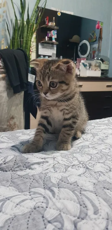 Котенок скотиш фолд 3 Котенок скотиш фолд 3