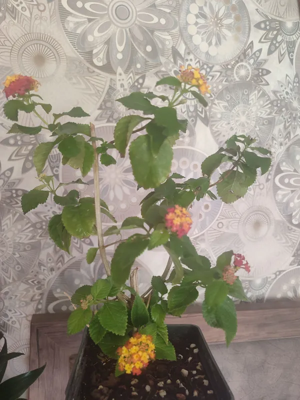 Lantana 2