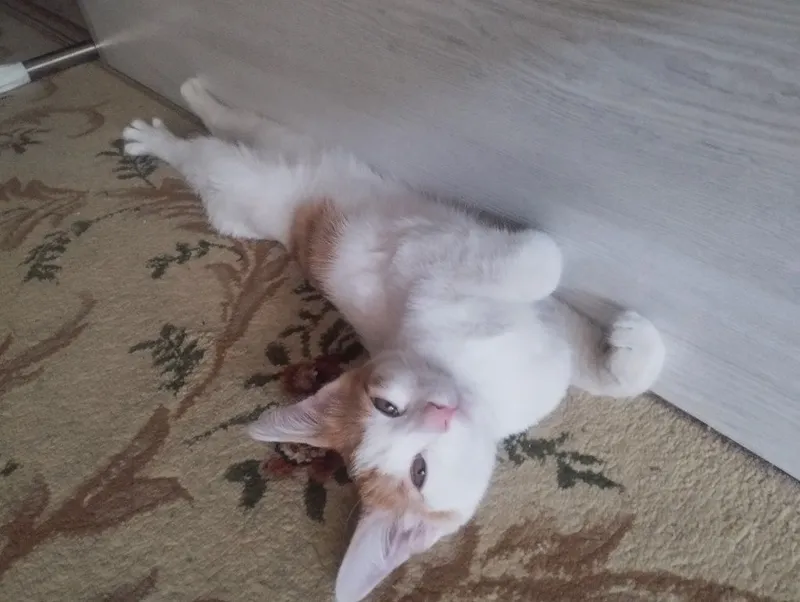 отдам даром котенка — фото 3