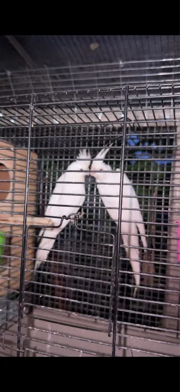 Karella dubai (albinos)