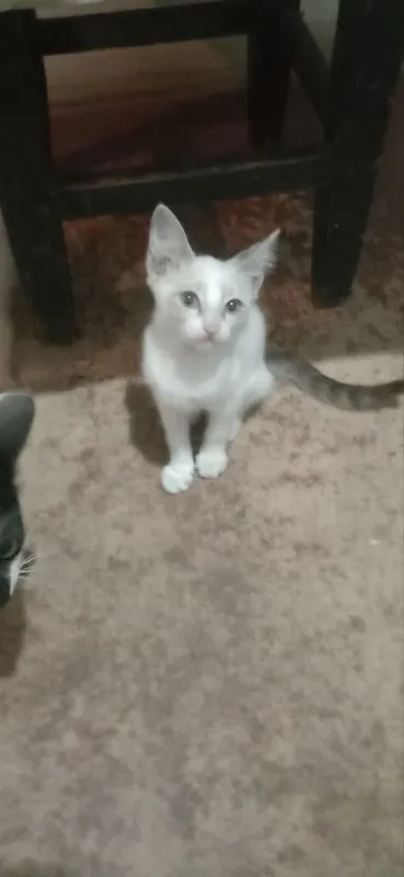 Mushukchalar faqat mehribon qo‘llarga beriladi, 2 oylik. 2 Mushukchalar faqat mehribon qo‘llarga beriladi, 2 oylik. 2