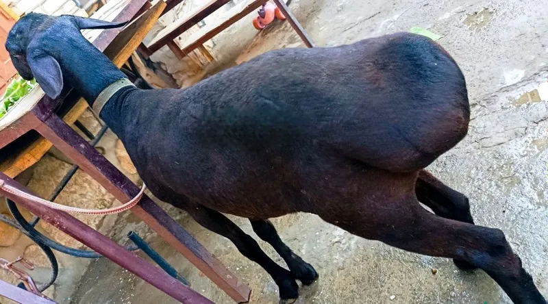 Srochna Hisori 3 Yoshar Zotli Tagal sotiladi 4 Srochna Hisori 3 Yoshar Zotli Tagal sotiladi 4