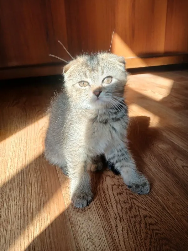 породистые котята 2,5 месяца.К лотку приучен — фото 1