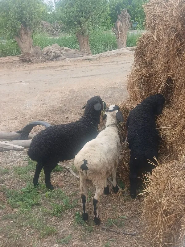 Qoʻchqorchalar va modda barracha — фото 2