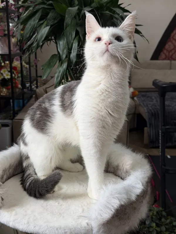 Мейнкун короткошерстный, девочка. — фото 1