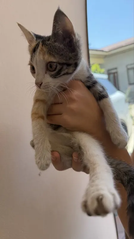 Котенок мушук бесплатно 3