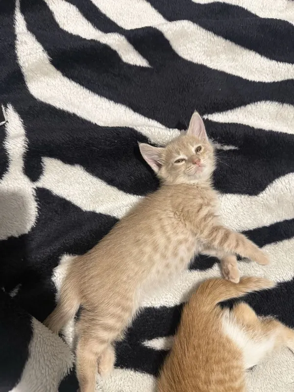 Отдам котят в ответственные руки 3