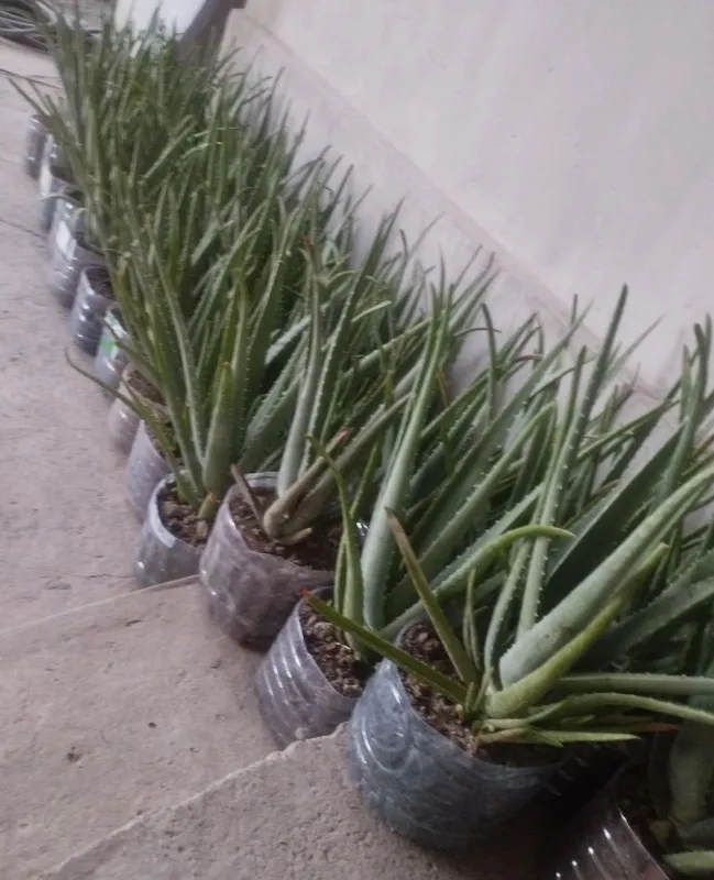 Aloe vera bor.kere bosa bemalol 5
