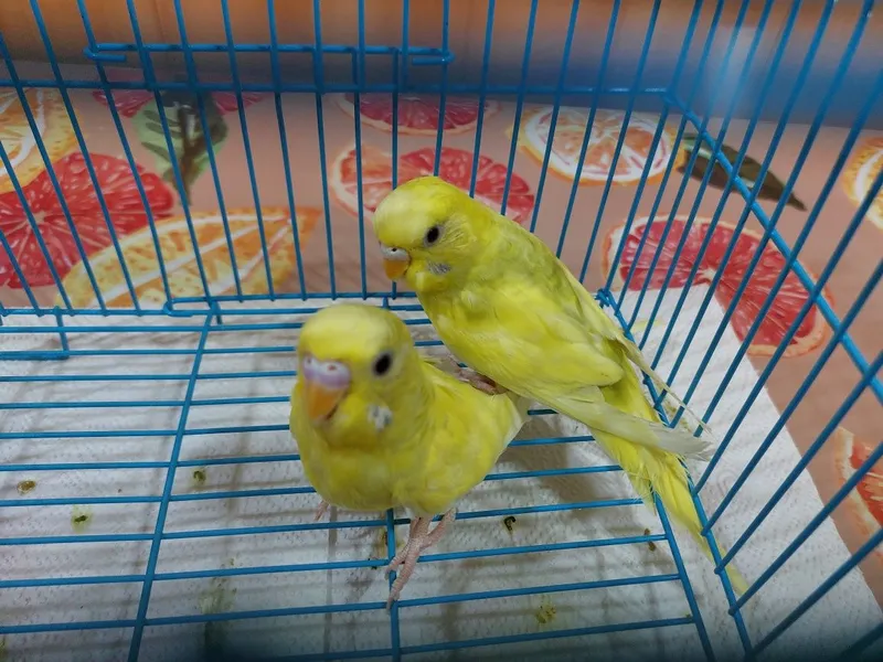 To‘lqinli to‘tiqushlar sotiladi, o‘smir tayyor juftlik, yoshi 5 oy 1