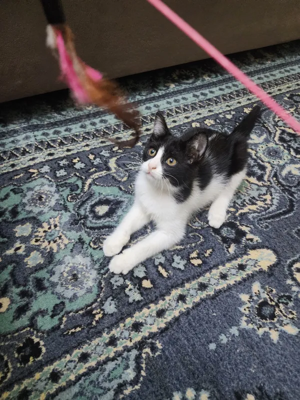 Самарканд. Котенок мальчик 3 Самарканд. Котенок мальчик 3